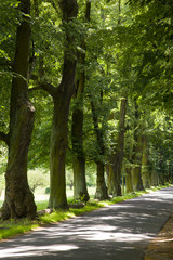 Hermannswerder Potsdam Allee