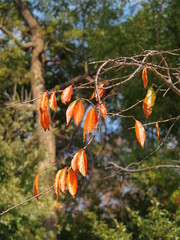 桜の黄葉