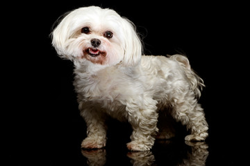 Shih-tzu in the dark photo studio
