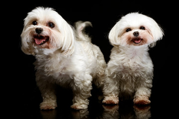  two Shih-tzu in the dark photo studio