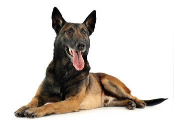 Belgian Malinois relaxing in a white background
