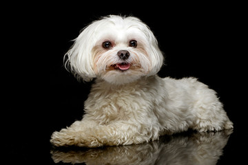Shih-tzu in the dark photo studio