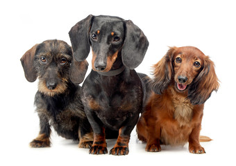 smoot hair a wired hair and a long hair Dachshund in a white isolated background