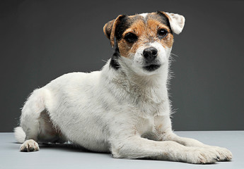 Parson Russell Terrier lying with in the gray photo studio