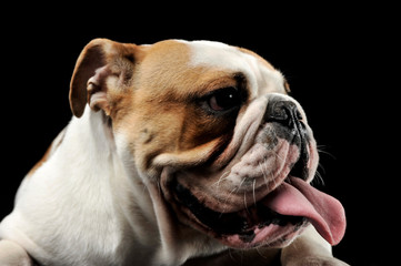 Obraz premium English Bulldog sticking out his tongue in the dark studio