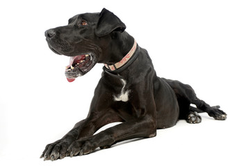 Obraz premium Deutsche Dogge in the isolated white background