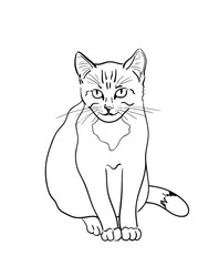 Cat on the white background.  Sketchy flat style. Vector hand drawn graphic illustration. 