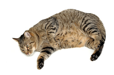 Domestic cat enjoy the white photo studio