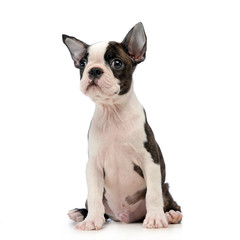 Fototapeta premium Puppy Boston terrier in a white photo studio