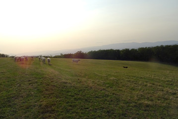 vaches pré soleil couchant