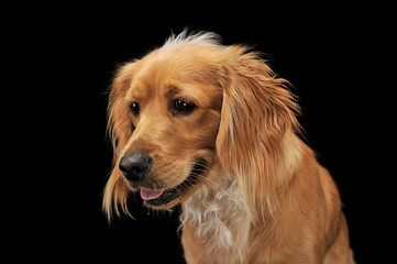 Mixed breed brown funny dog in a dark studio