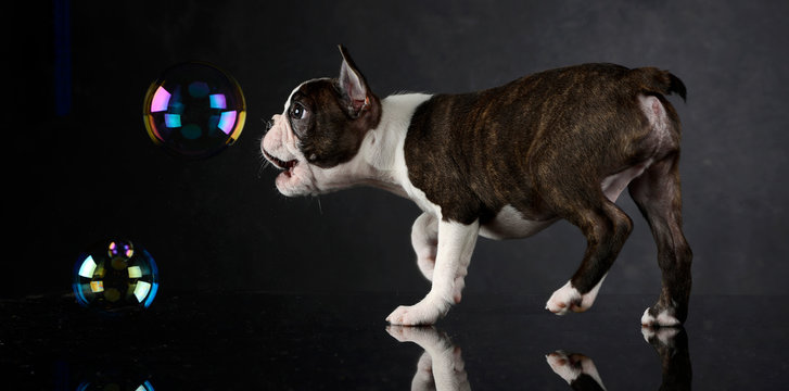 Puppy Boston Terrier plays with bubbles in photo studio