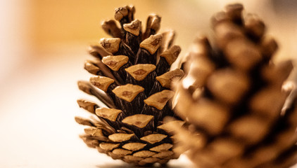 pinecone