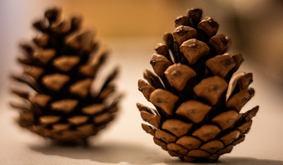 Fototapeta premium pinecone