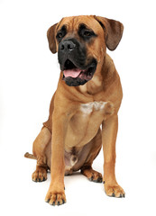 Puppy Cane Corso in white background photo studio
