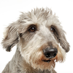 Wired hair dachshund portrait in white background