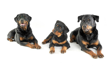 Three Rottweilers are lying in the white studio floor
