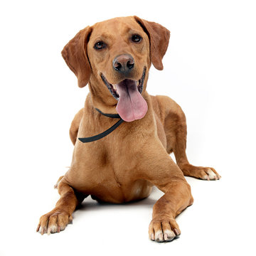 brown mixed breed dog in a white background