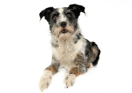 Mixed breed wired hair dog in a white studio