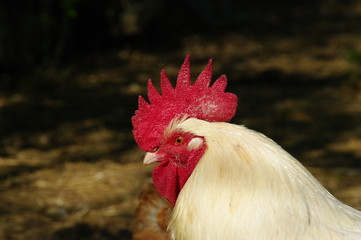 coq blanc