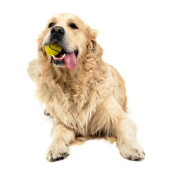 Sweet Golden Retriever in a white studio background holding ball in his mouth