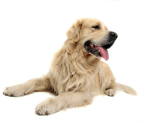 Sweet Golden Retriever in a white studio background holding ball in his mouth