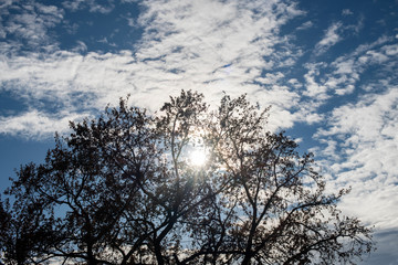 Fototapeta na wymiar Silhouette of a tree against beautiful clouds and sun