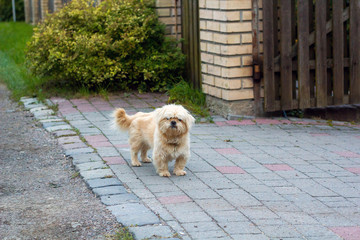 Dandie Dinmont Terrier near house