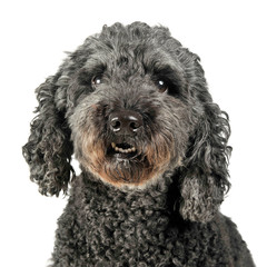 Puppy pumi feeling good in a white photo studio