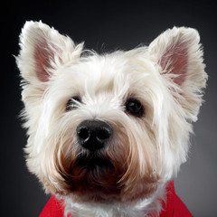 west highland white terrier posing in a photo studio