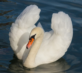 White swan swimming on Lake Zurich in Switzerland © photogearch