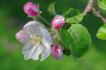 Flowers of apple on a natural background