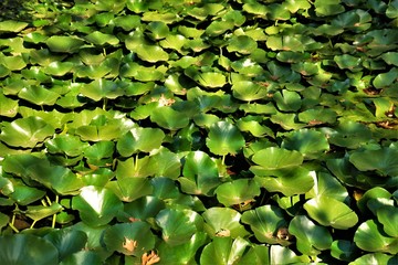 Green water lilies without flowers in autumn day
