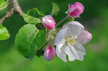 Flowers of apple on a natural background