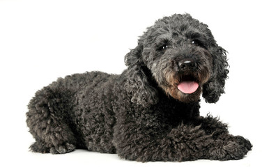 Puppy pumi feeling good in a white photo studio