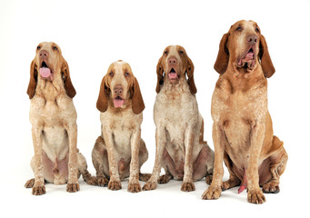 Group of Bracco Italiano feeling good in a white photo studio