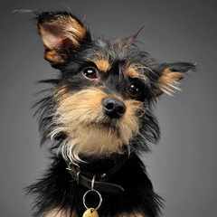 Mixed breed funny dog in a grey studio