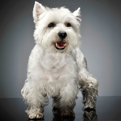 west highland white terrier standig in a studio table