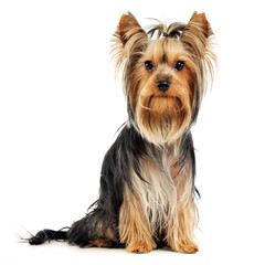 very nice long hair yorkshire terrier in studio