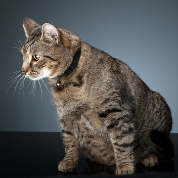 fat domestic cat in a photo studio