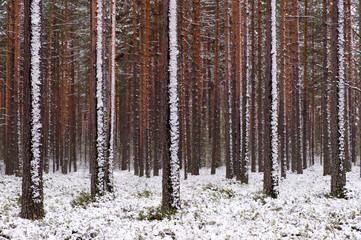 Fototapeta premium Newly fallen snow covering Scots pine (Pinus sylvestris) forest. Focus on foreground tree trunks.