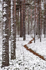 Newly fallen snow covering Scots pine (Pinus sylvestris) forest. Focus on foreground tree trunk.