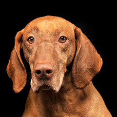 beautiful hungarian vizsla portrait  in photo studio