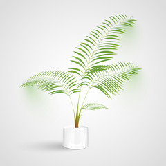 Fototapeta na wymiar Plant on white background, vector