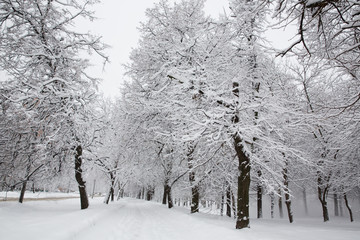 Fototapeta na wymiar Winter in Russia with fresh white snow 