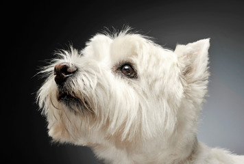 west highland white terrier portraits in studio