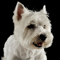 west highland white terrier portraits in studio