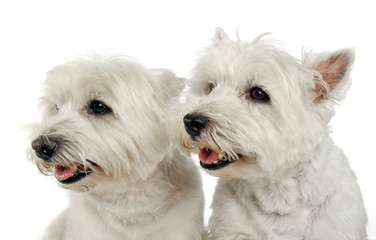 west highland white terrier portraits in studio