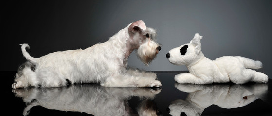 sweet white miniature schnauzer in the grey photo studio