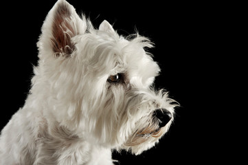 west highland white terrier portraits in studio